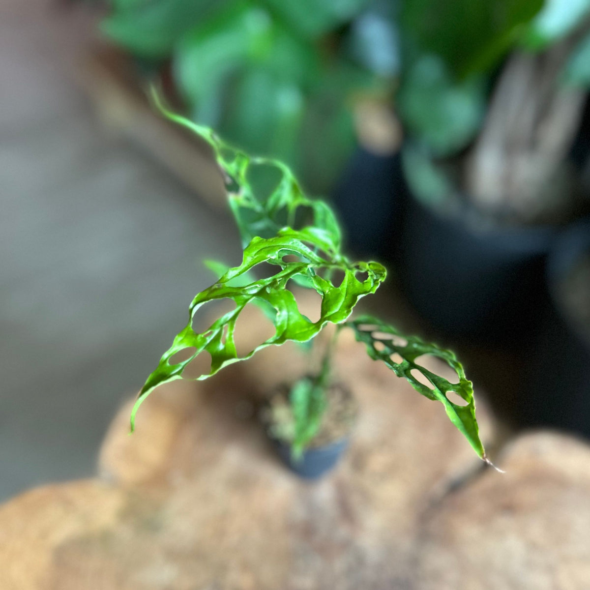 Monstera Obliqua 2"