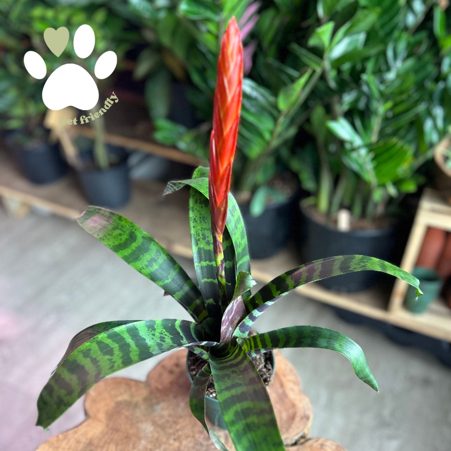 Vriesea Espada (Flaming Sword) 5”