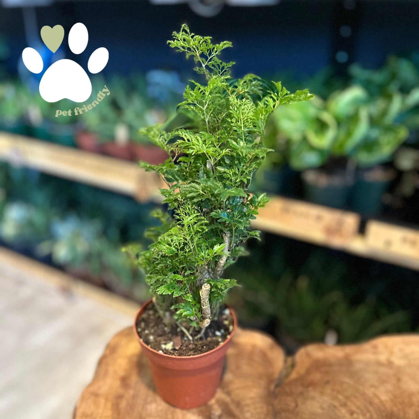 Ming Aralia Stump 4"
