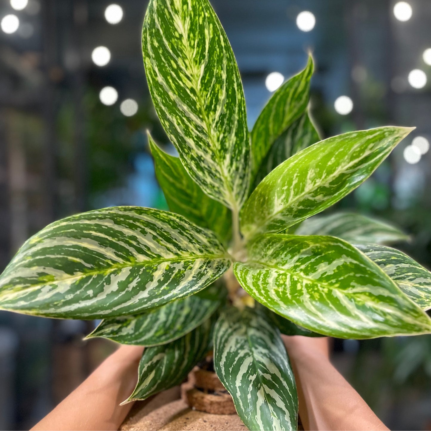 Aglaonema Golden Madonna 5"