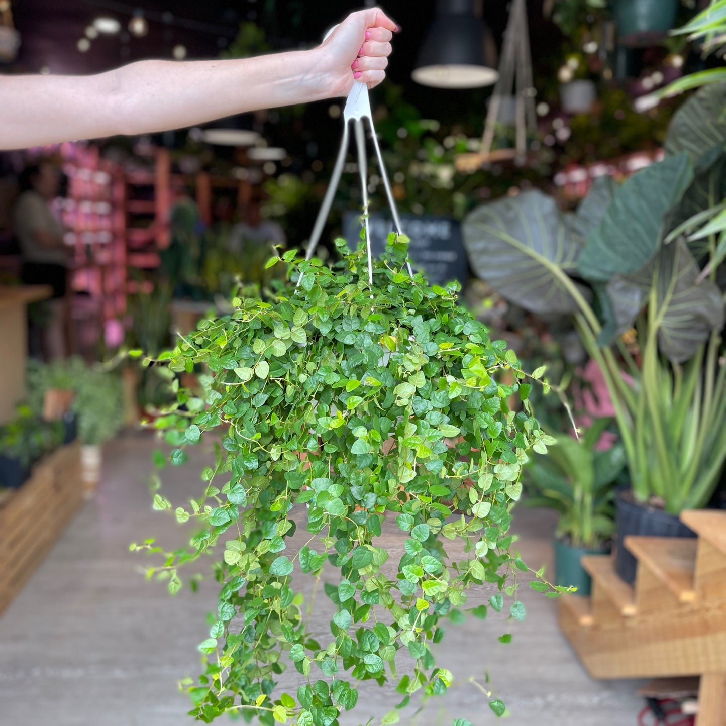 Ficus Repens Green 8” HB