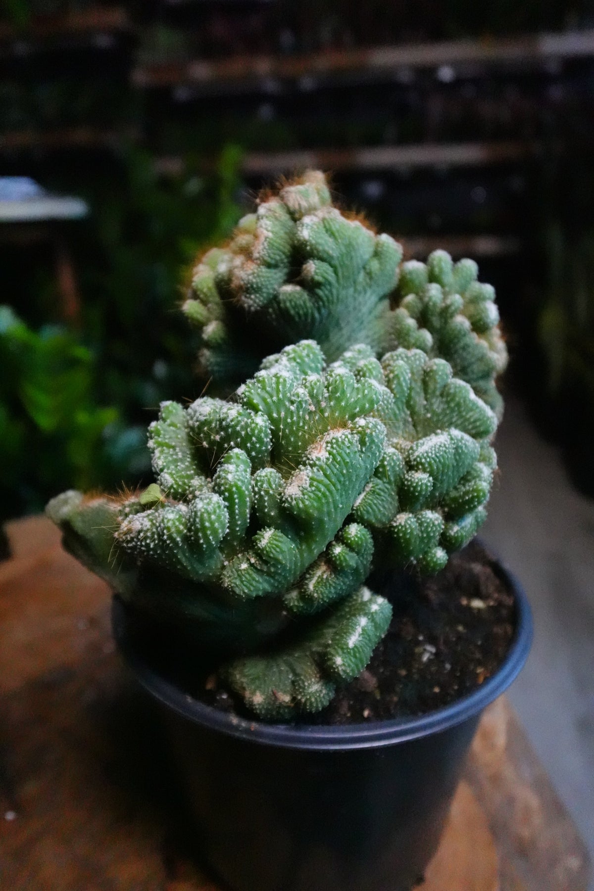 Cactus Coral Green 6”