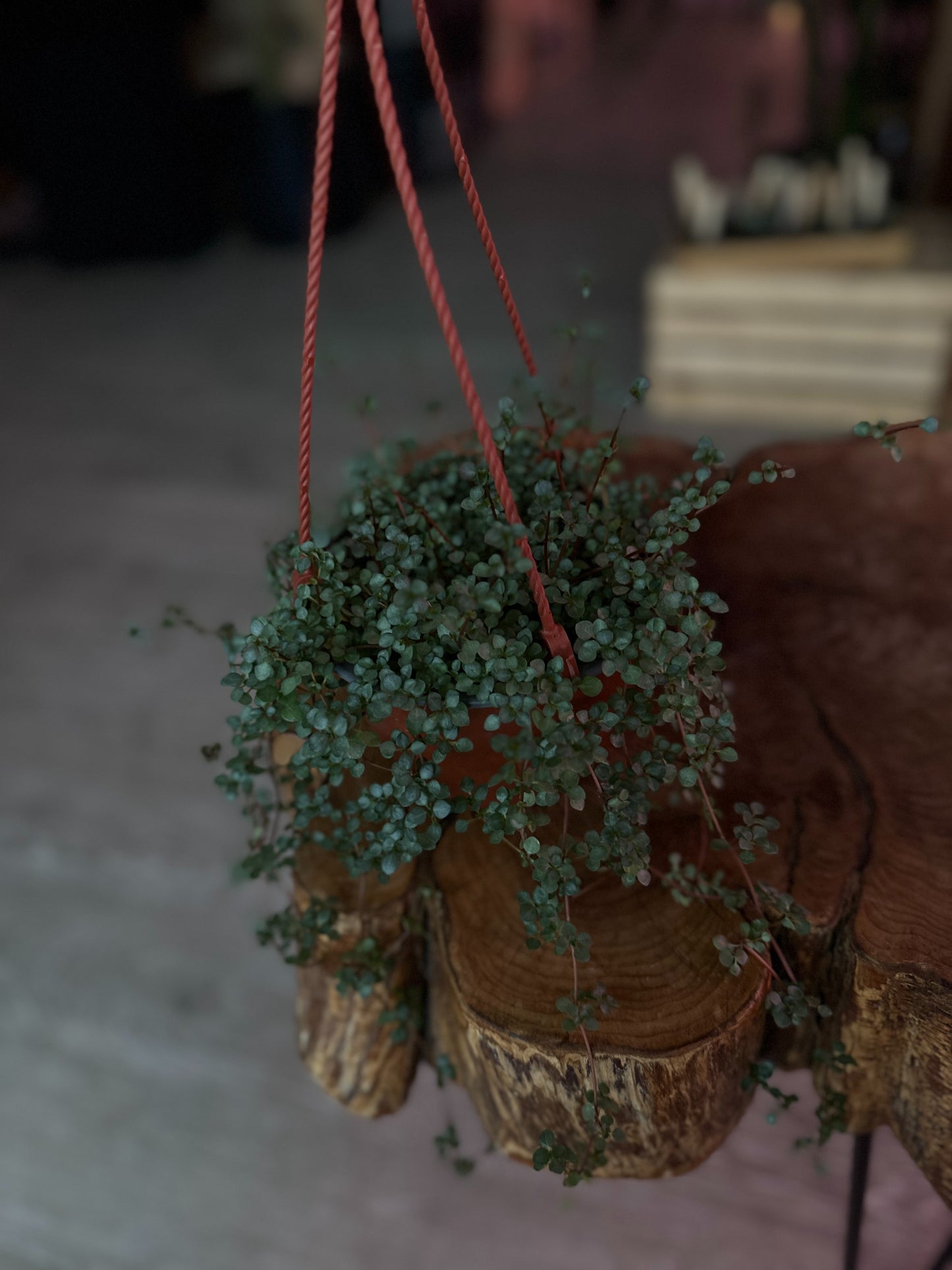Pilea Baby Tears 8" HB
