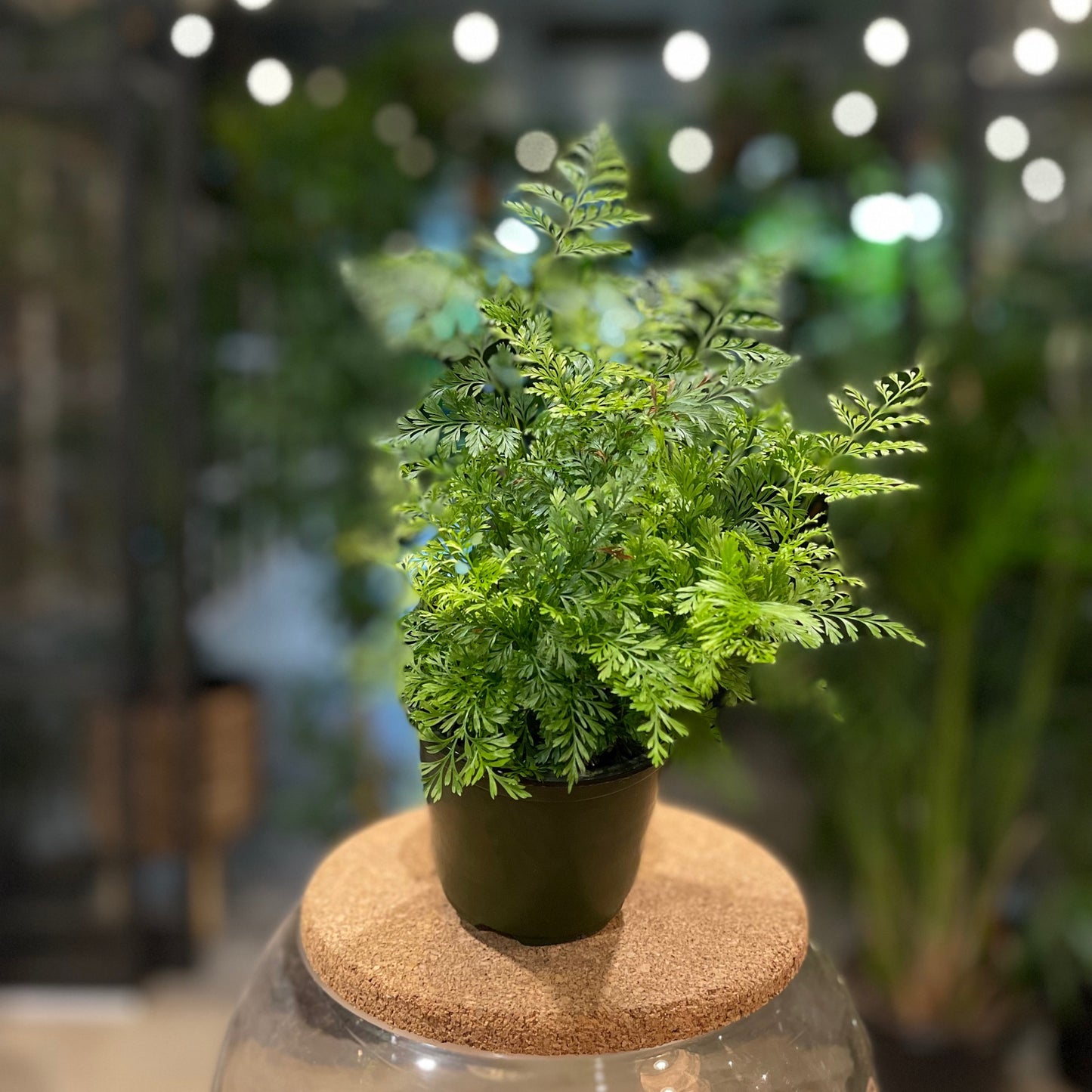 Rabbit Foot Fern 4”