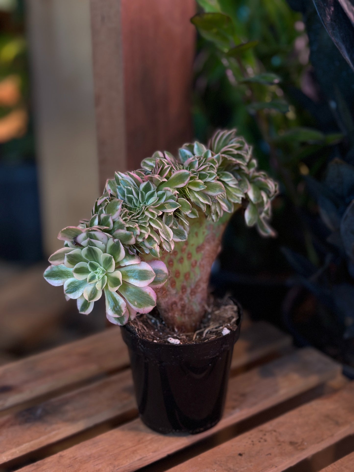 Aeonium Crested 4"