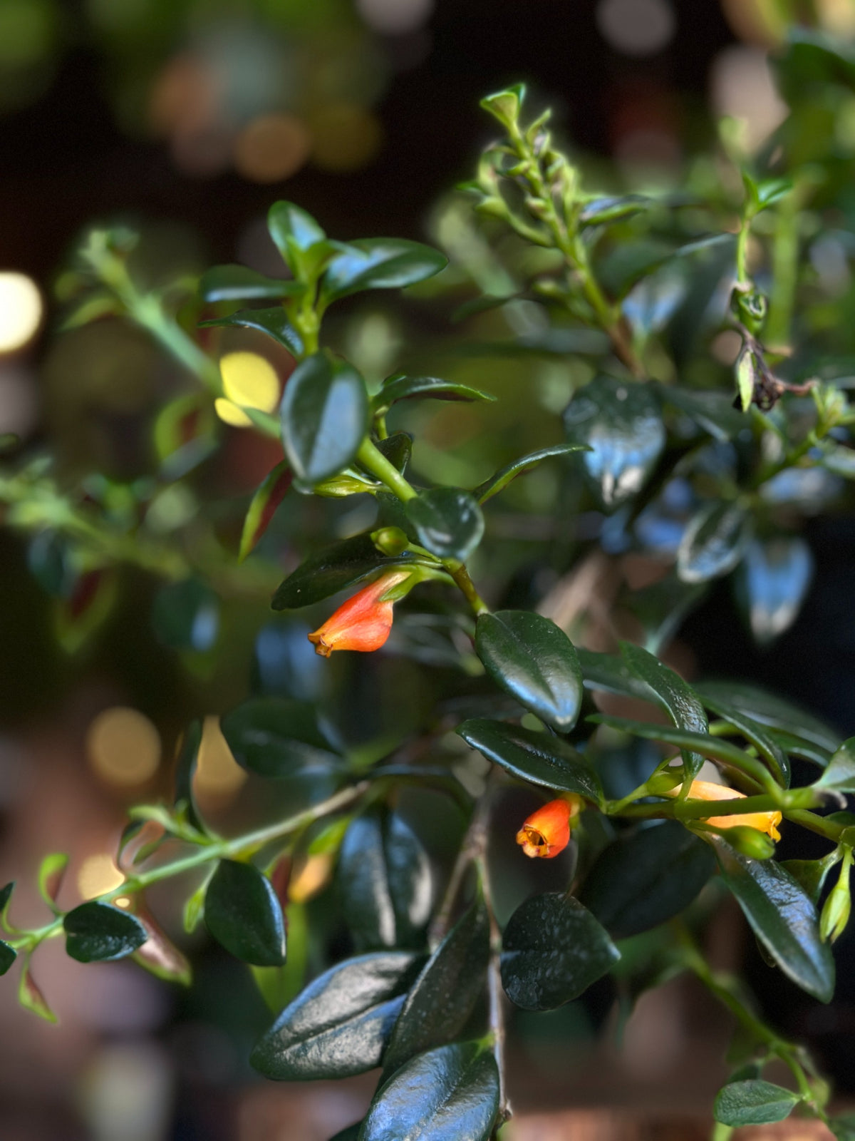 Goldfish Plant 8” HB