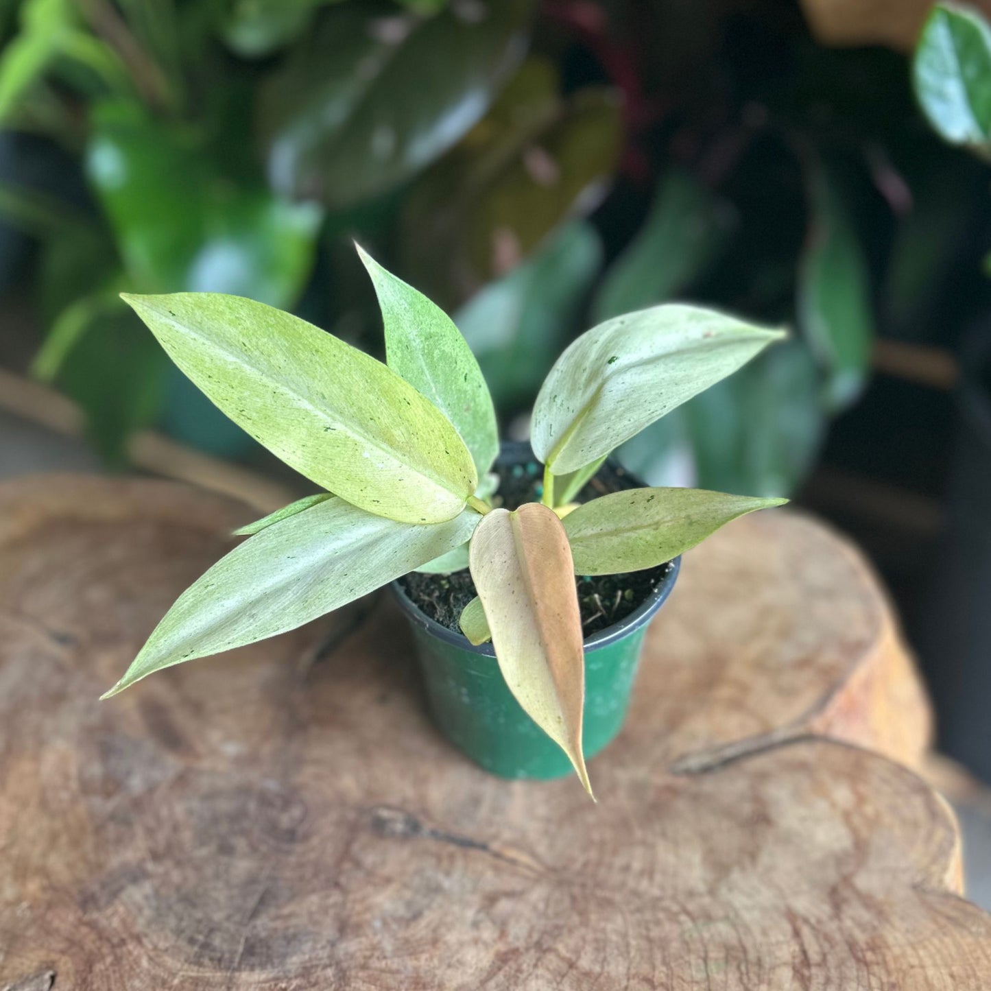 Philodendron Wipple Way 4"