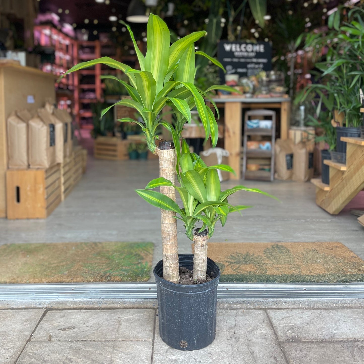 Dracaena Mass Cane 2-1 10"