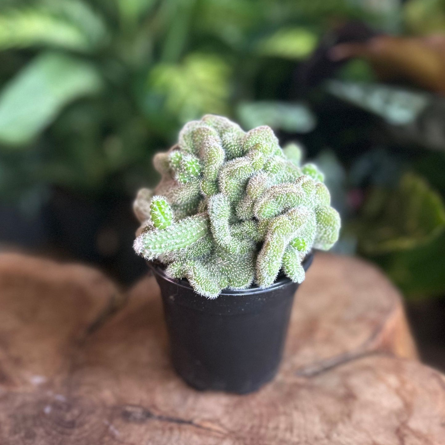 Echinopsis Chamaecereus 4"