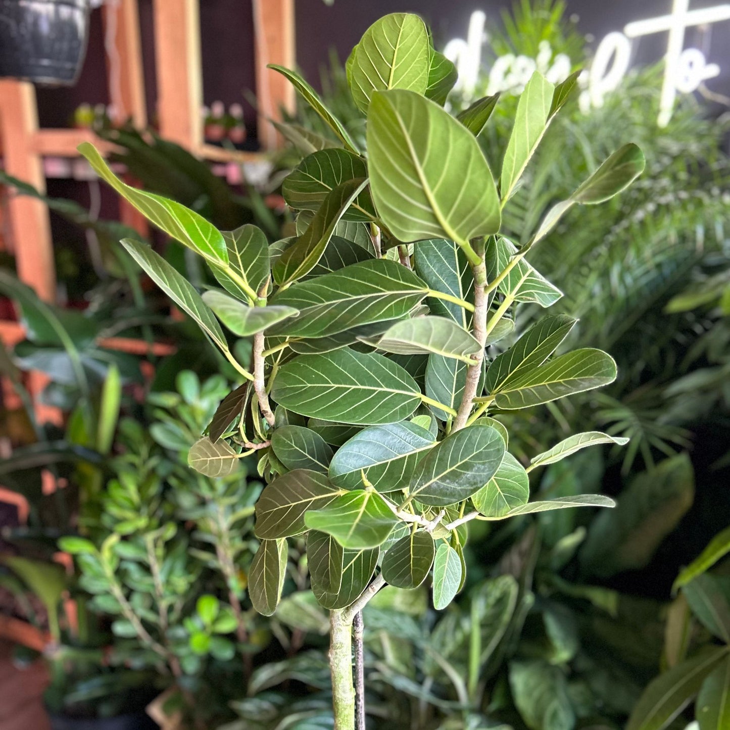 Ficus Audrey 10"