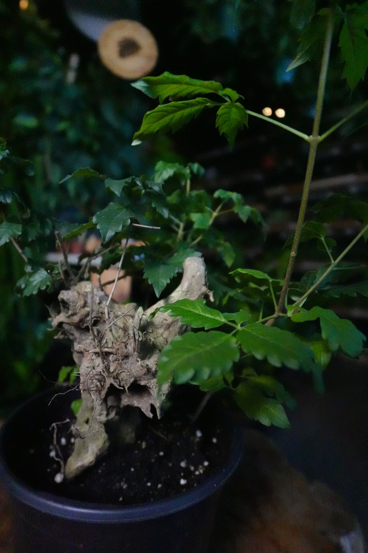 Vitex Negundo 6"