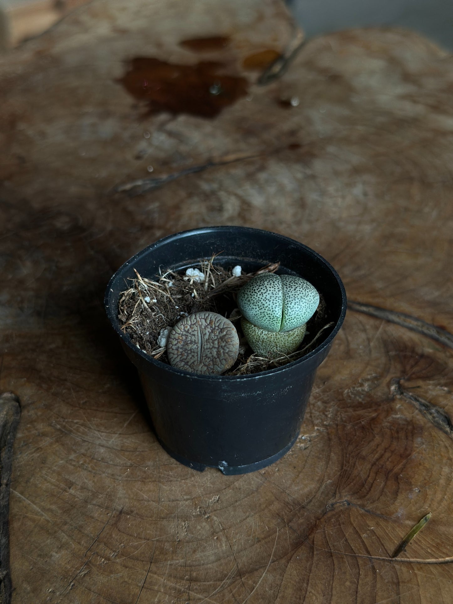 Living Stone 2”