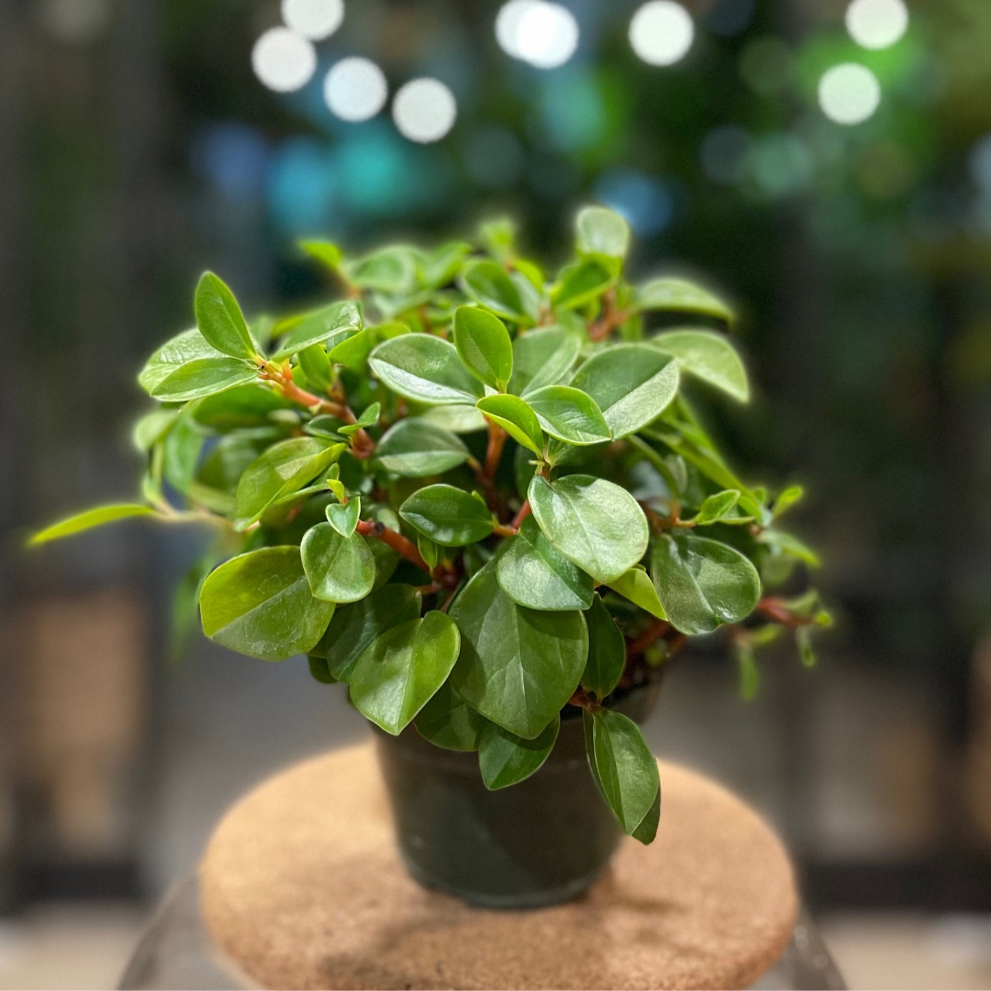 Peperomia Cubensis 4"