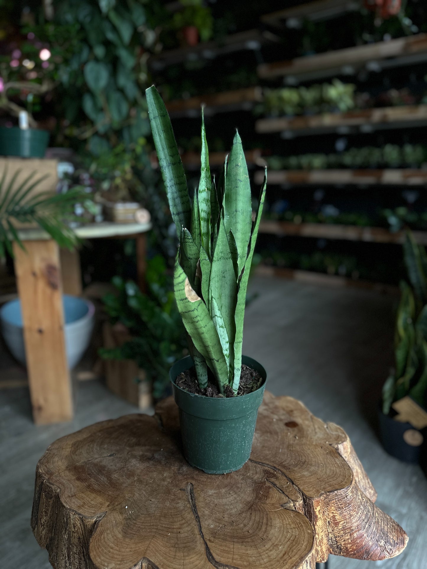 Sansevieria Spearmint 6"