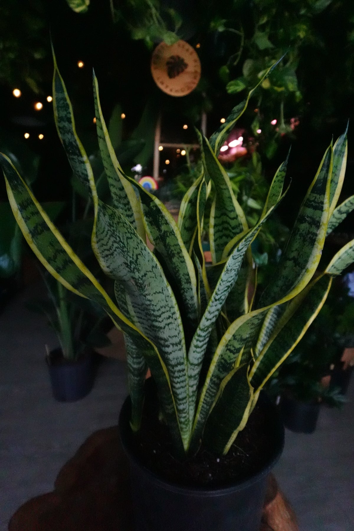 Sansevieria Laurentii (Snake Plant) 8”