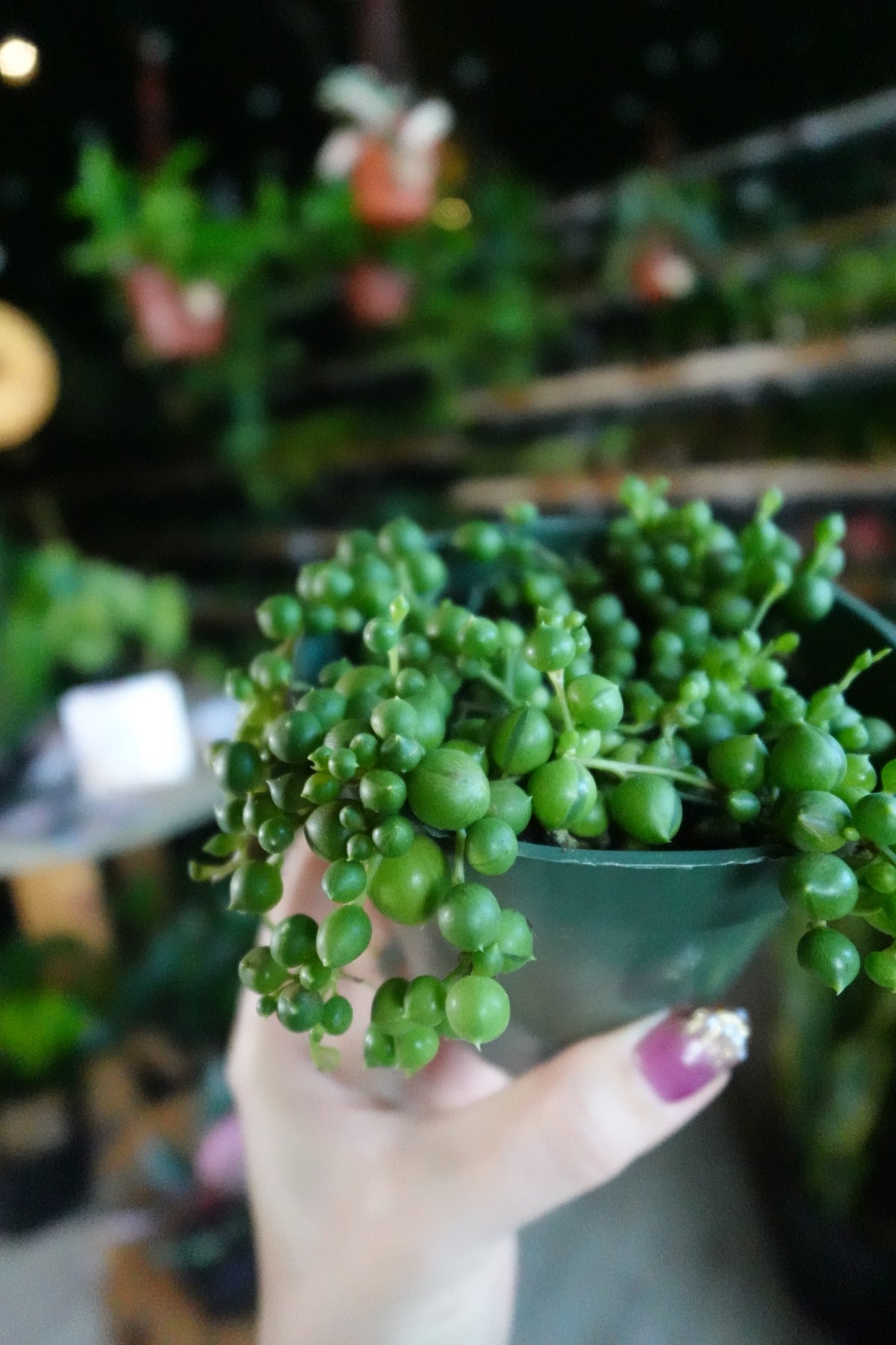 String Of Pearls 4"