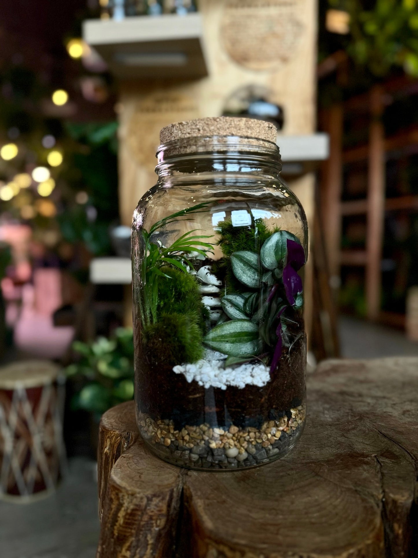 plant + sip: tropical enclosed terrarium building sunday 6/14