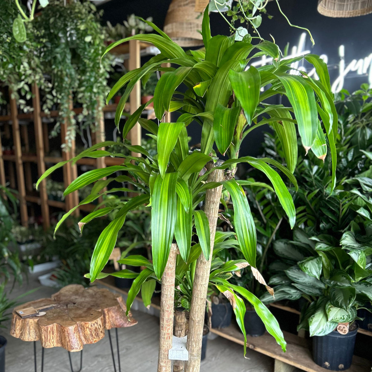 Dracaena Mass Cane 4-3-2 10”