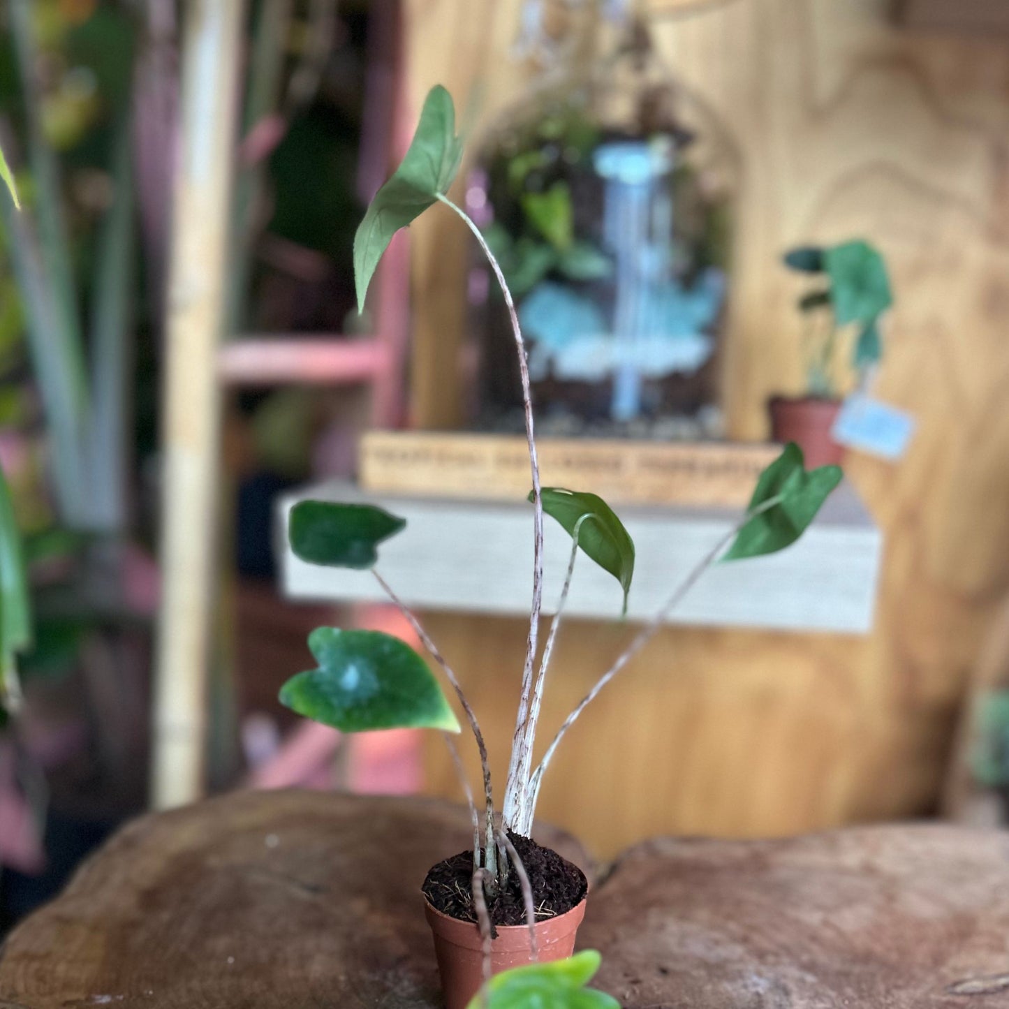 Alocasia Zebrina 2"