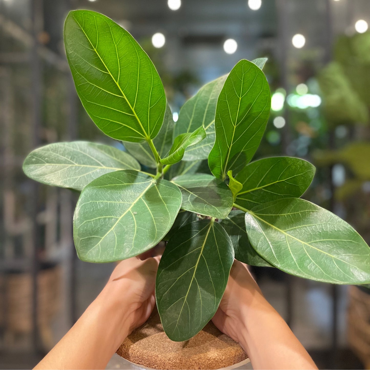 Ficus Audrey 6”