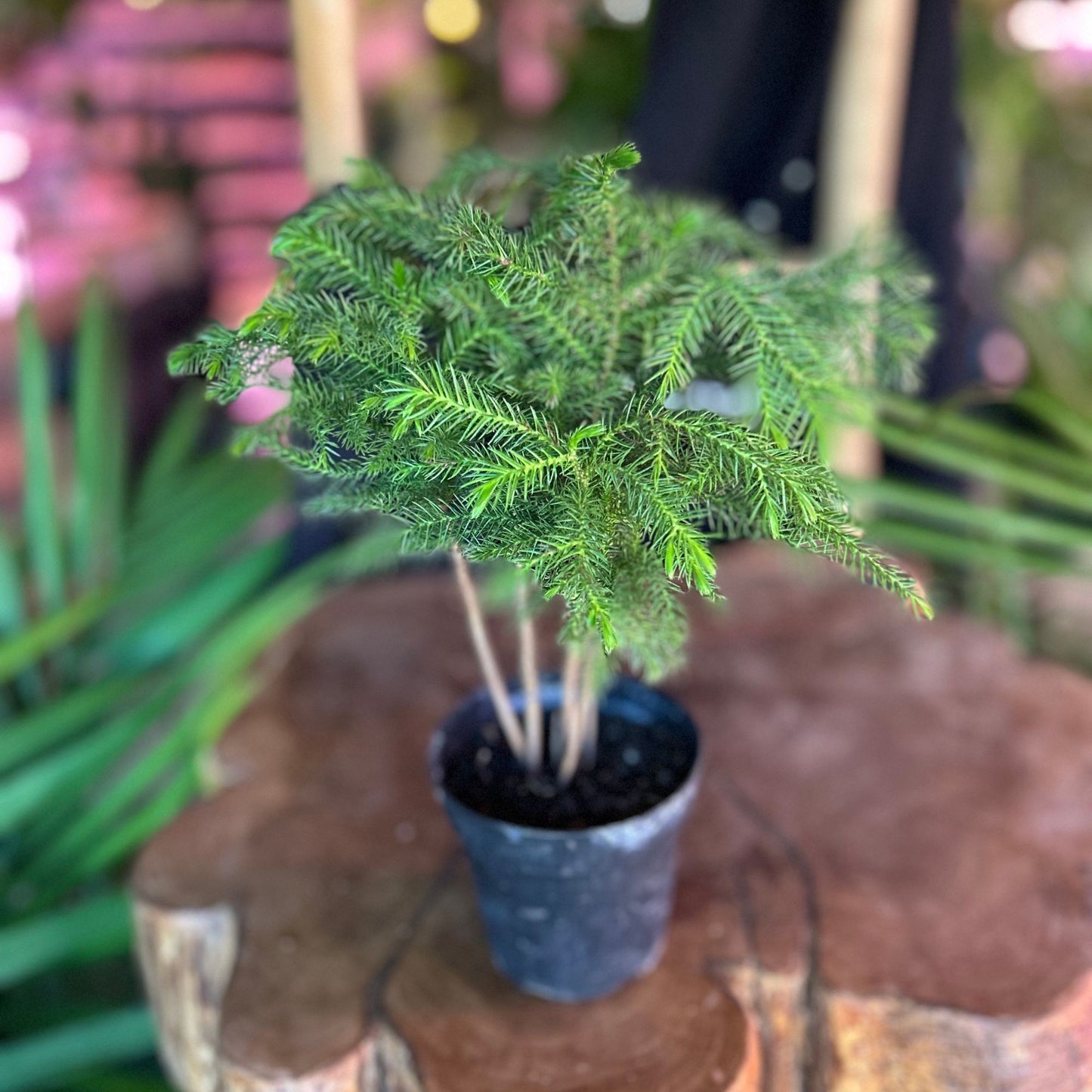 Norfolk Island Pine 4”