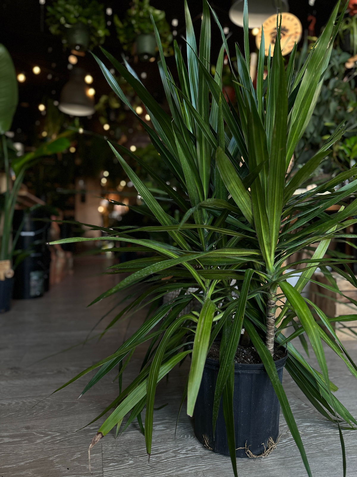 Dragon Tree (Dracaena Marginata) 10”