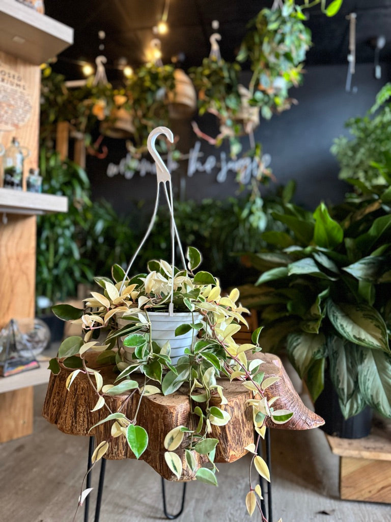 Hoya Krimson Queen 8” HB