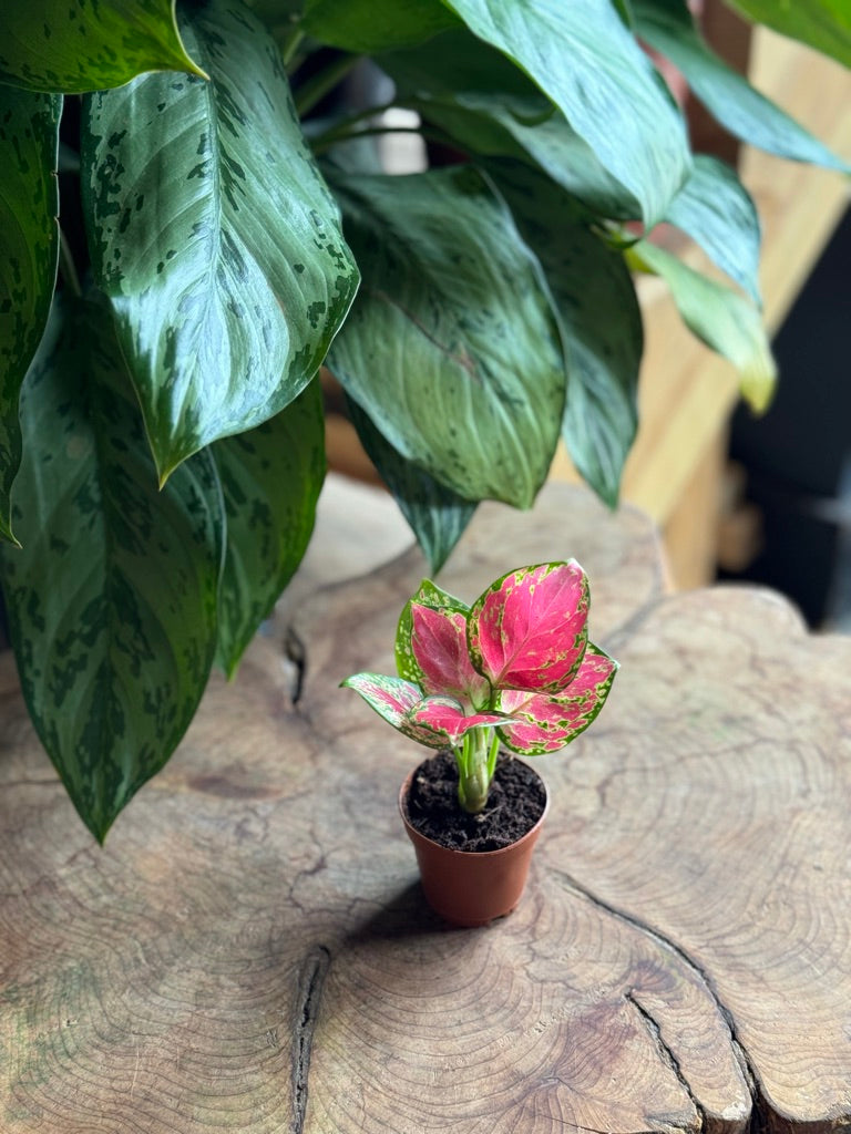 Aglaonema Richard 2"