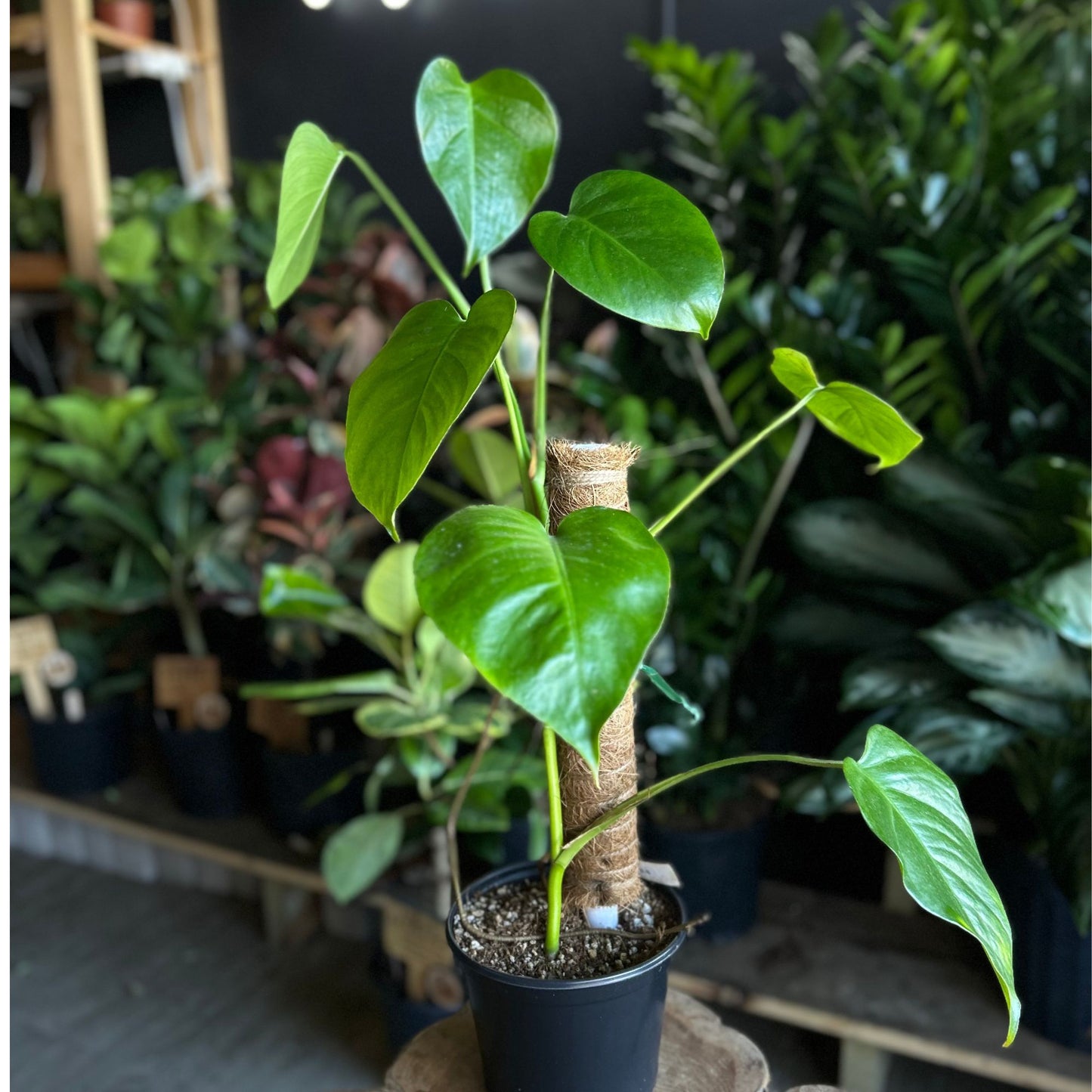 Monstera Sierrana 6"