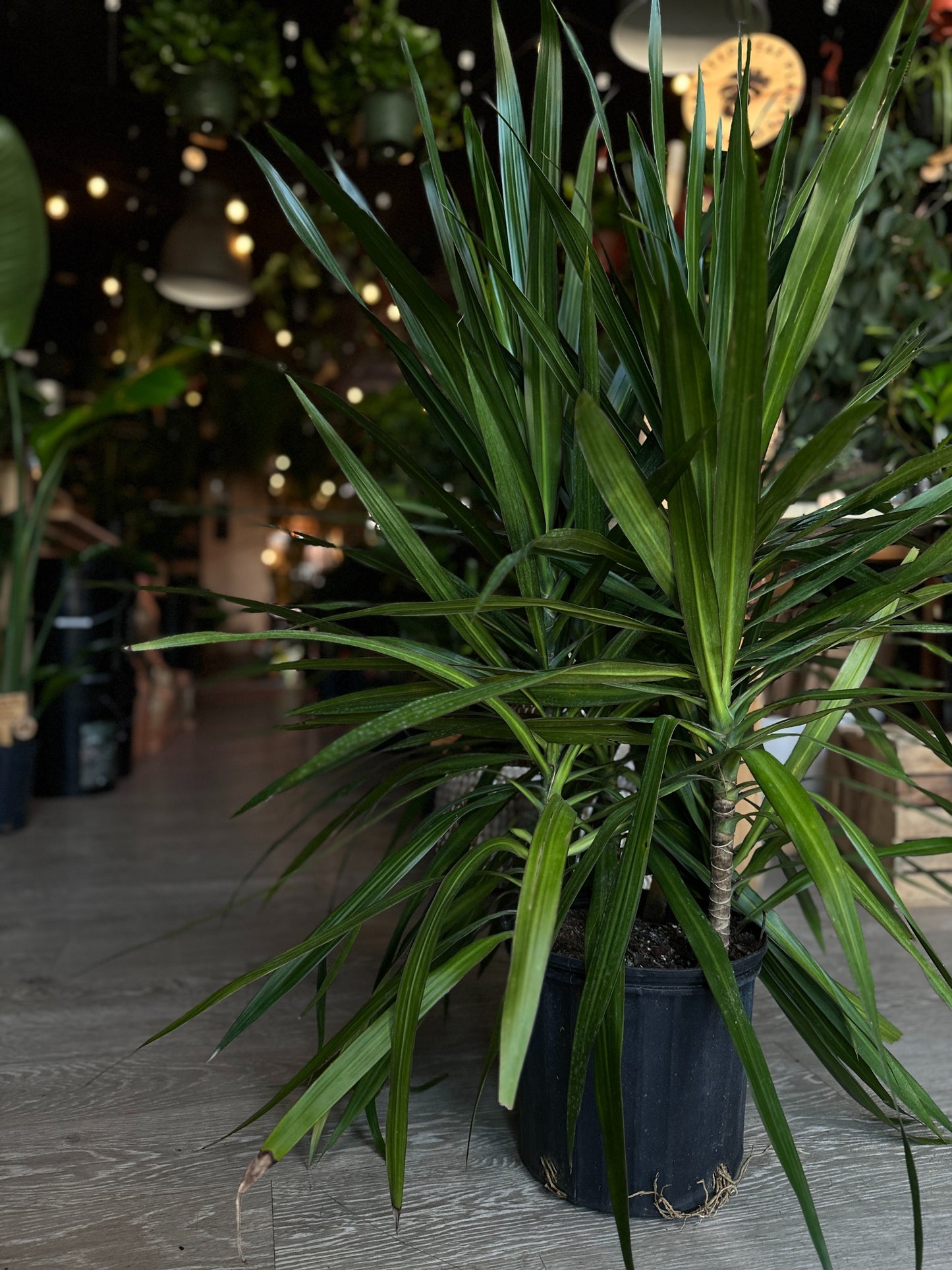Dragon Tree (Dracaena Marginata) 10”