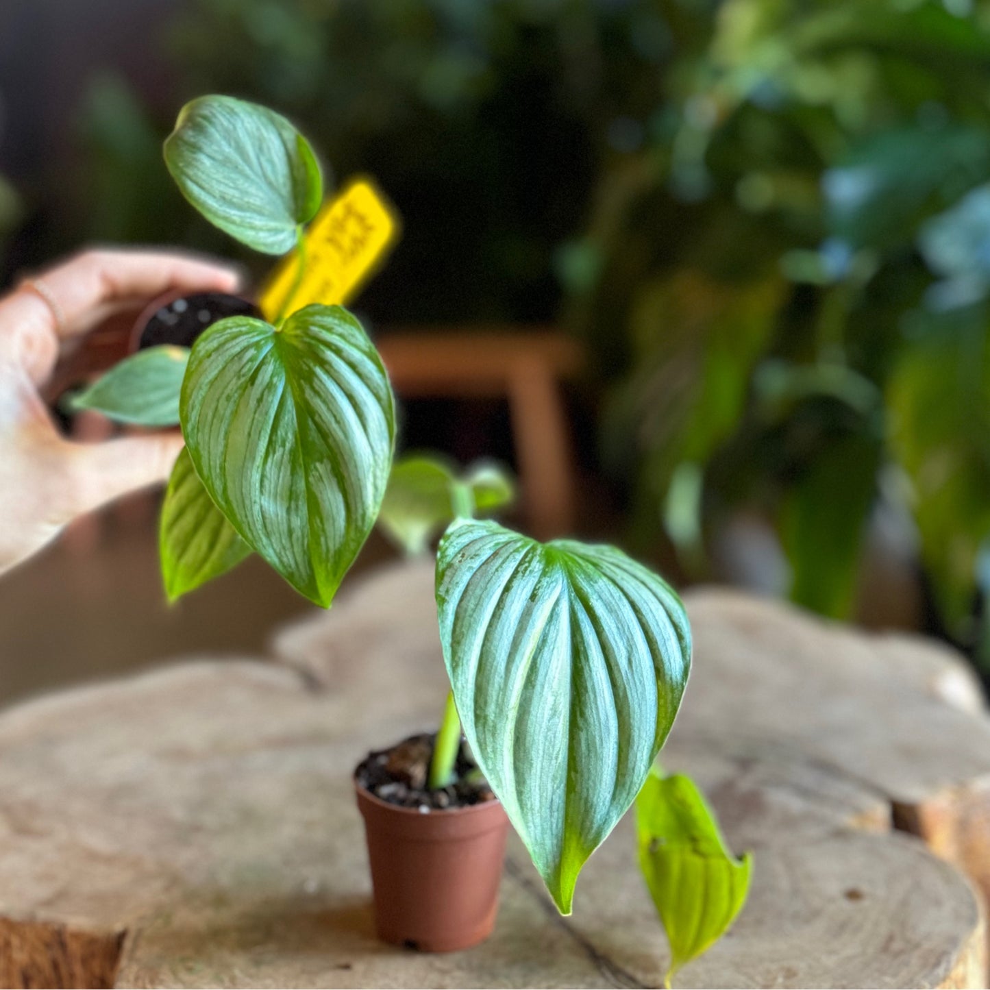 Philodendron Pastazanum 2”