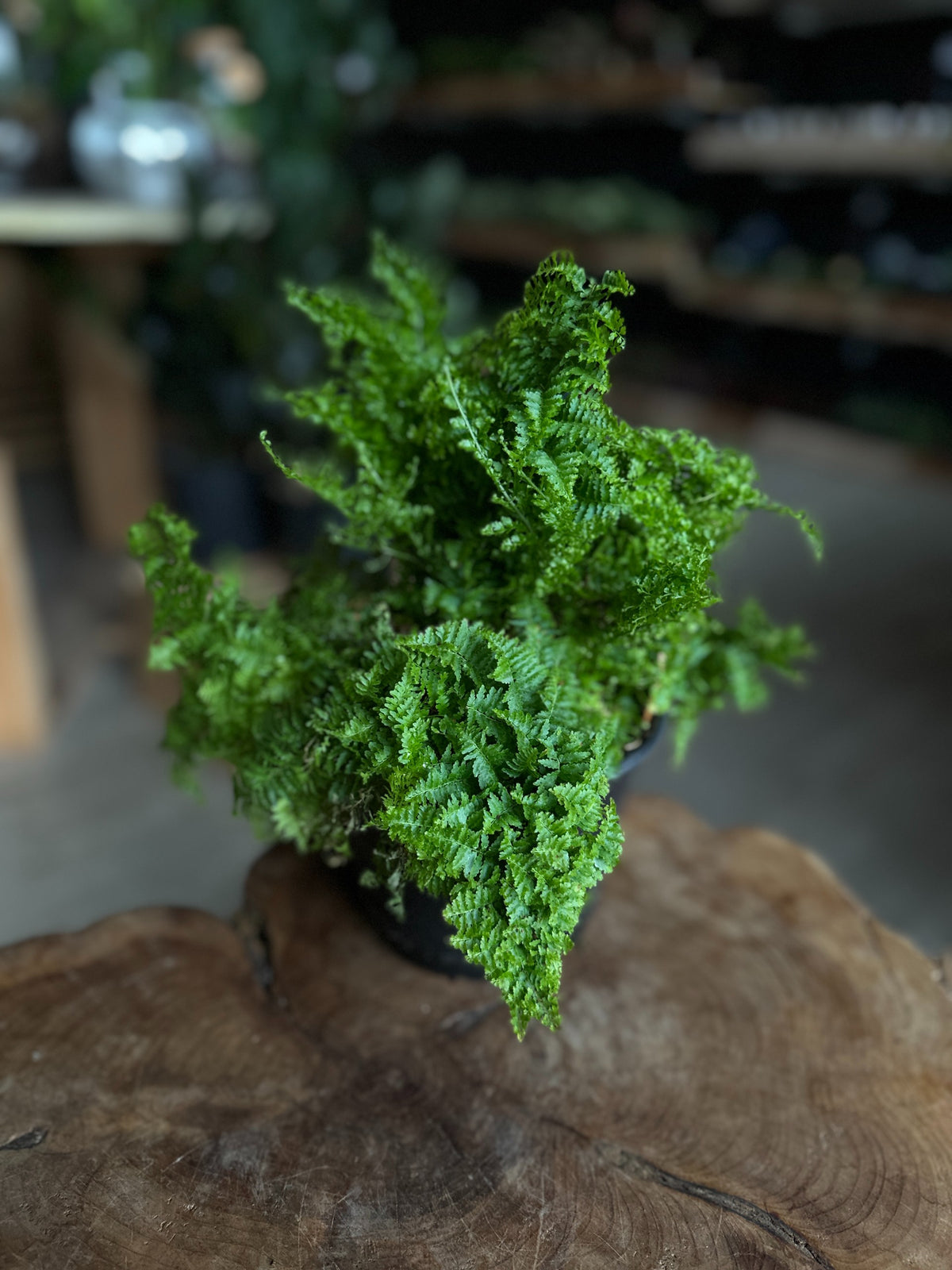 Cotton Candy Fern 6"