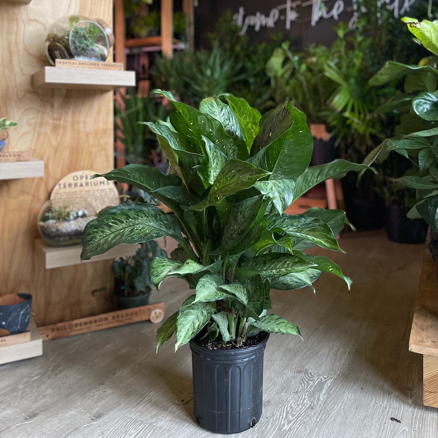Dieffenbachia Memori Corsi 8"