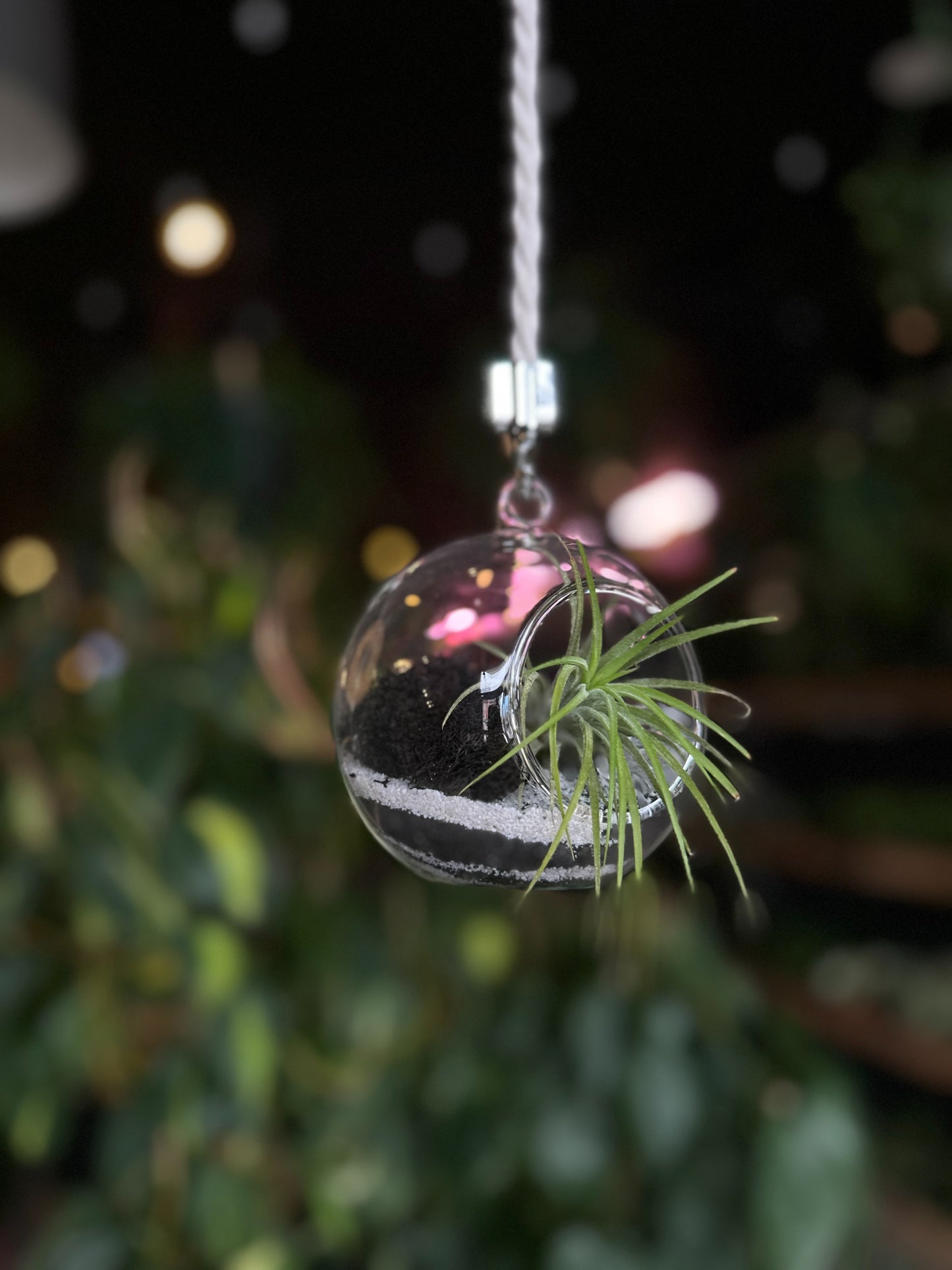 Air Plant Terrarium