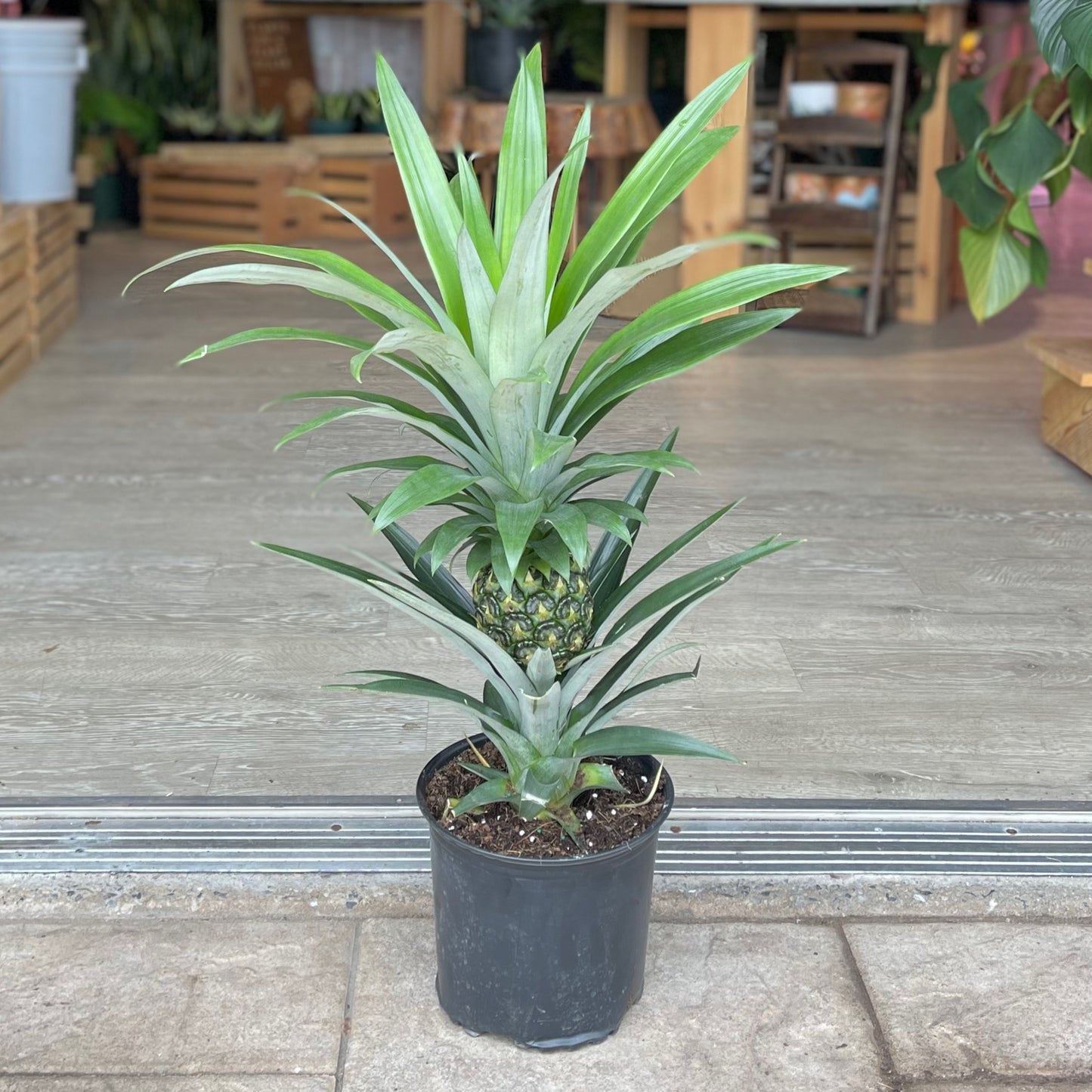 Pineapple Bromeliad 8”