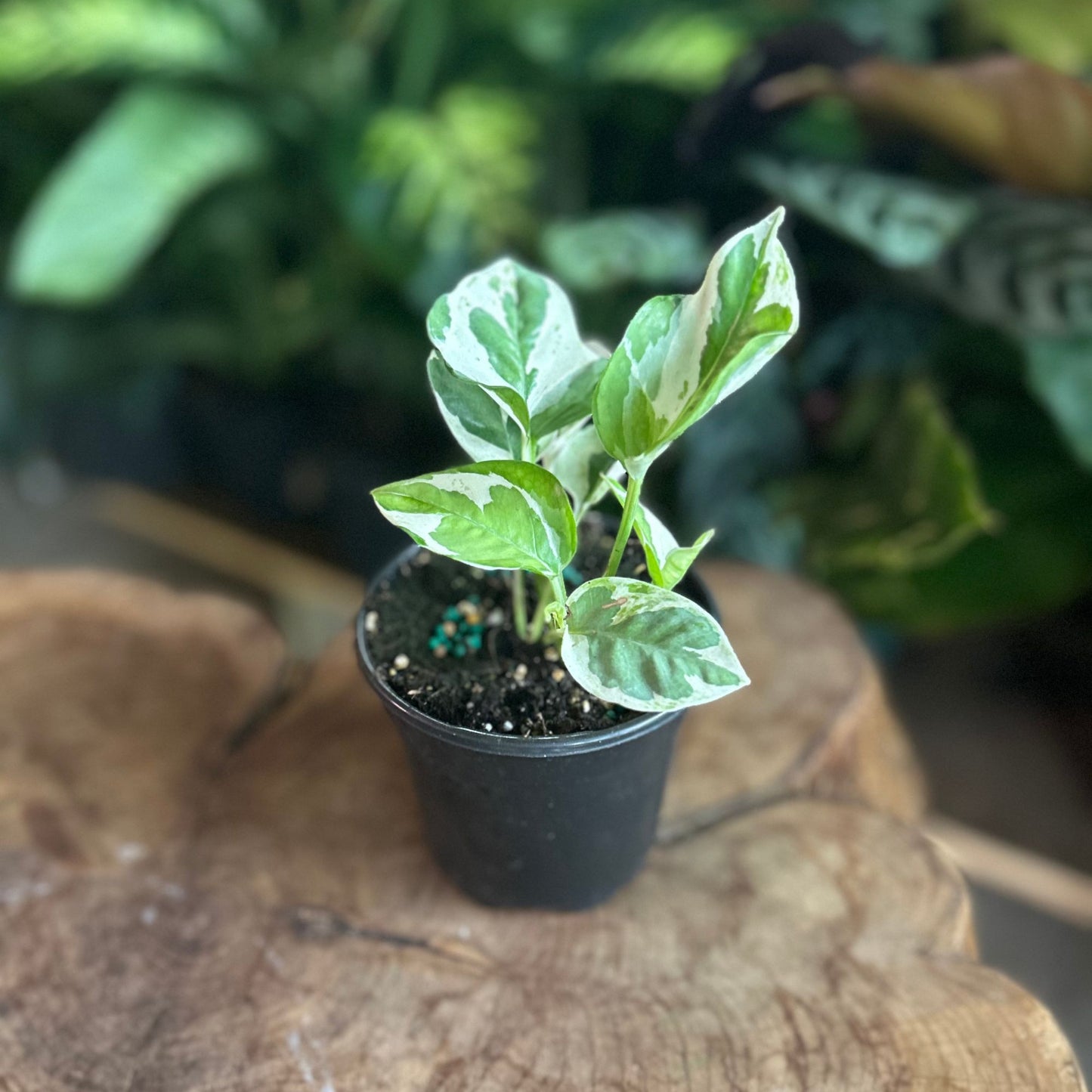 Epipremnum Aureum Glacier 4"