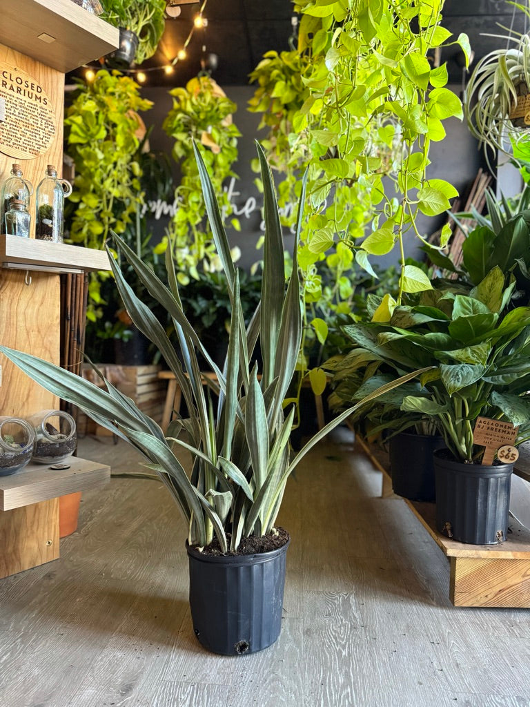 Sansevieria Sayuri 10"