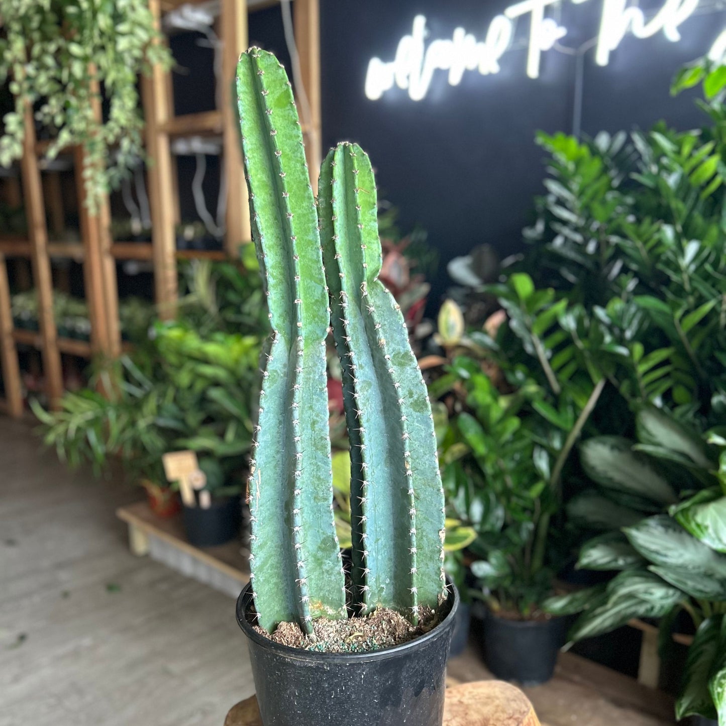 Euphorbia Ingens Cactus 10"