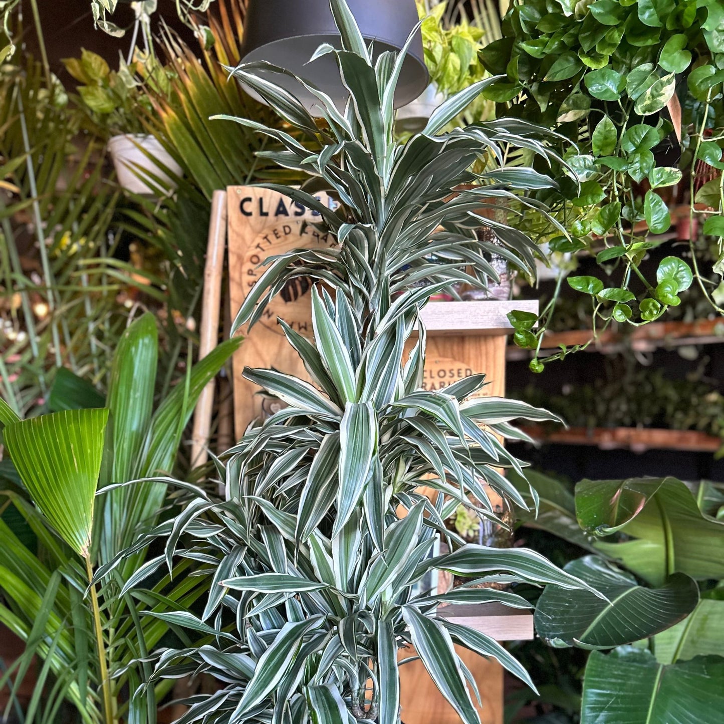 Dracaena White Stripes 12"