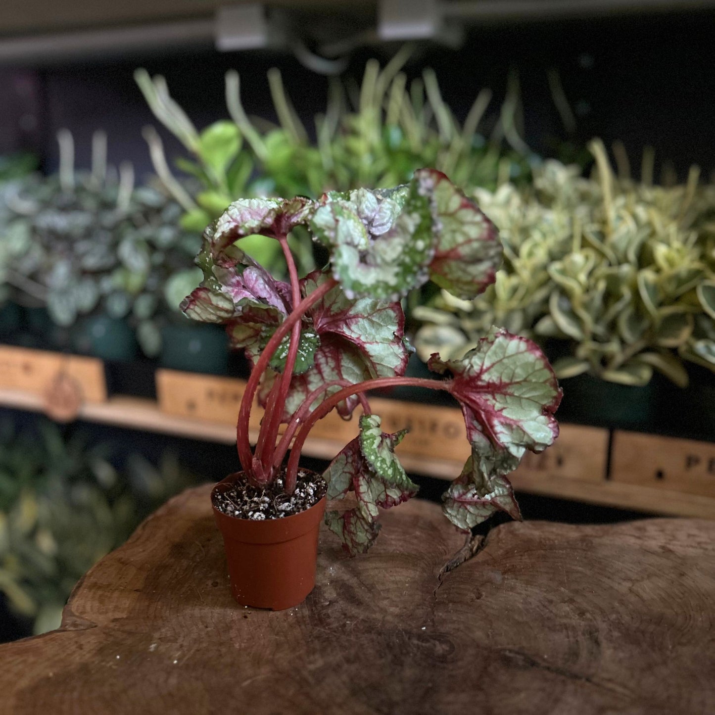 Begonia Macarena 2"