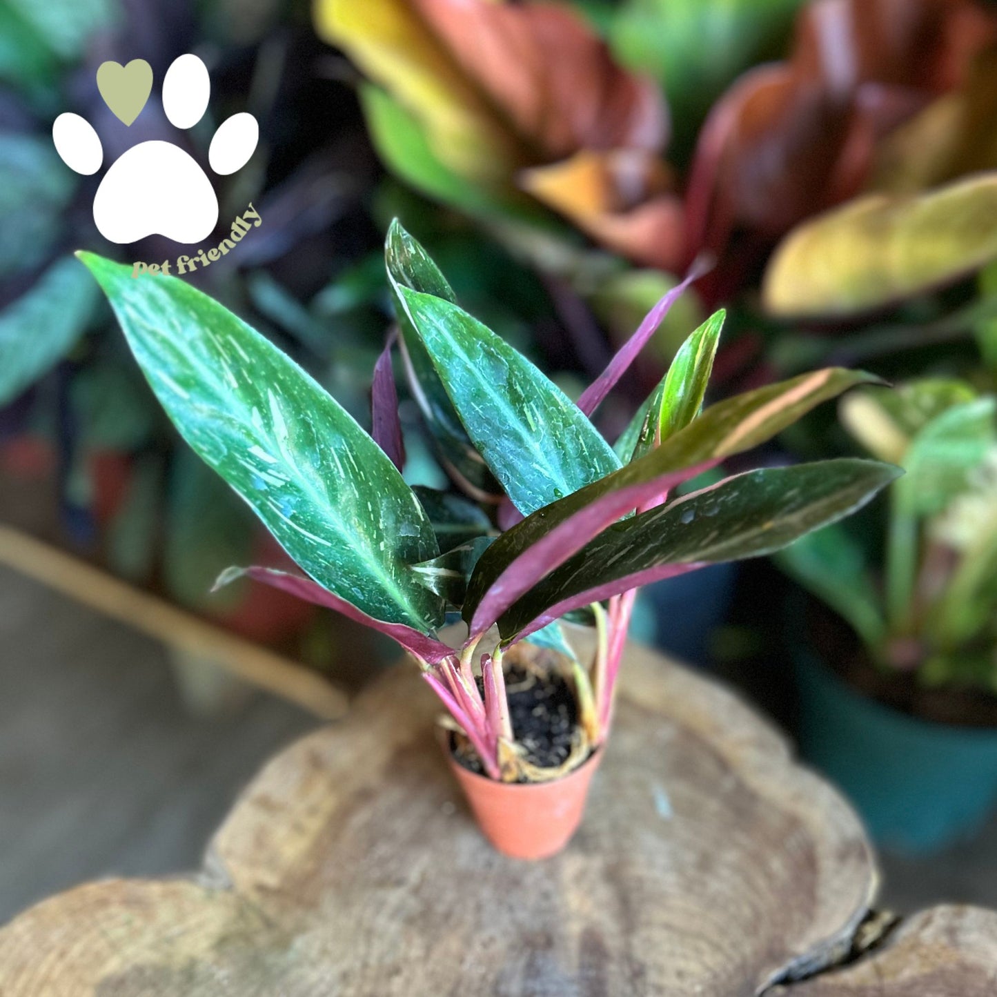 Stromanthe Magic Star 2"