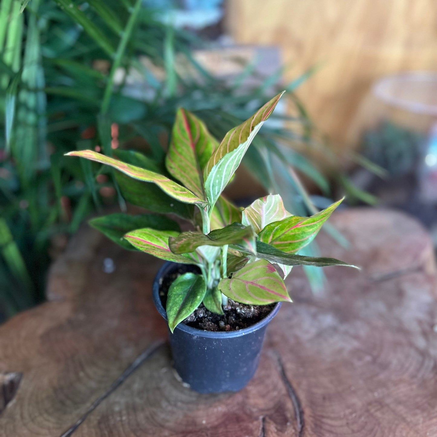 Aglaonema Red Vein 4"
