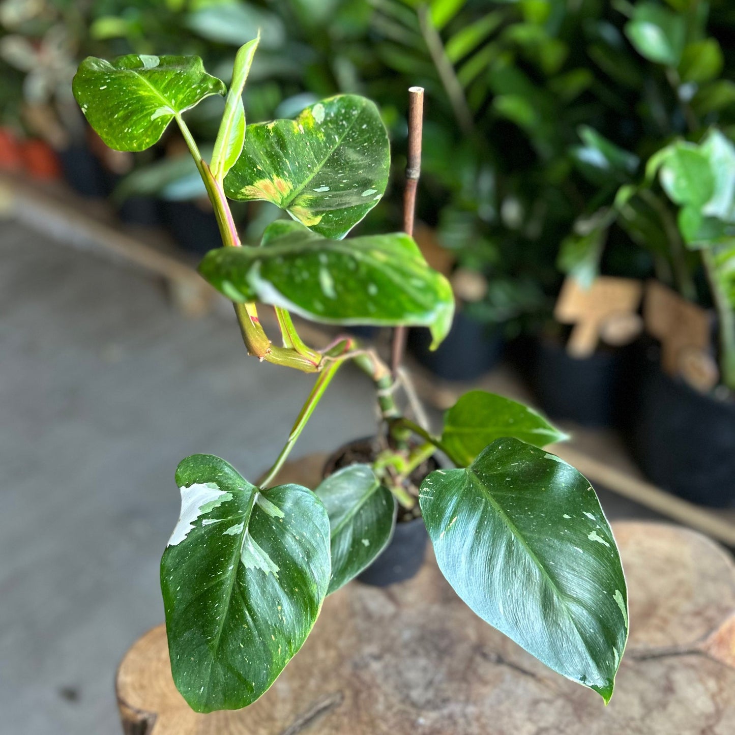 Philodendron White Princess 4"