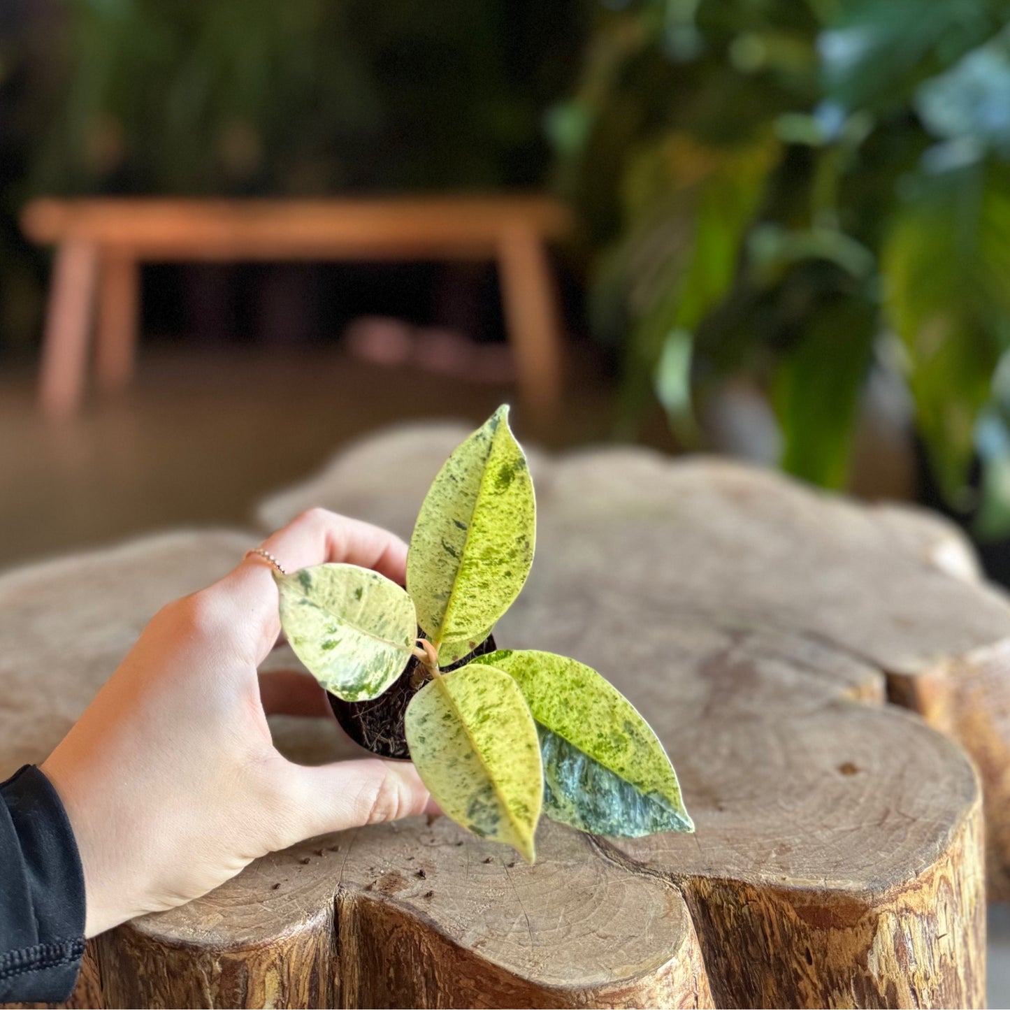 Ficus Shiveriana 2”
