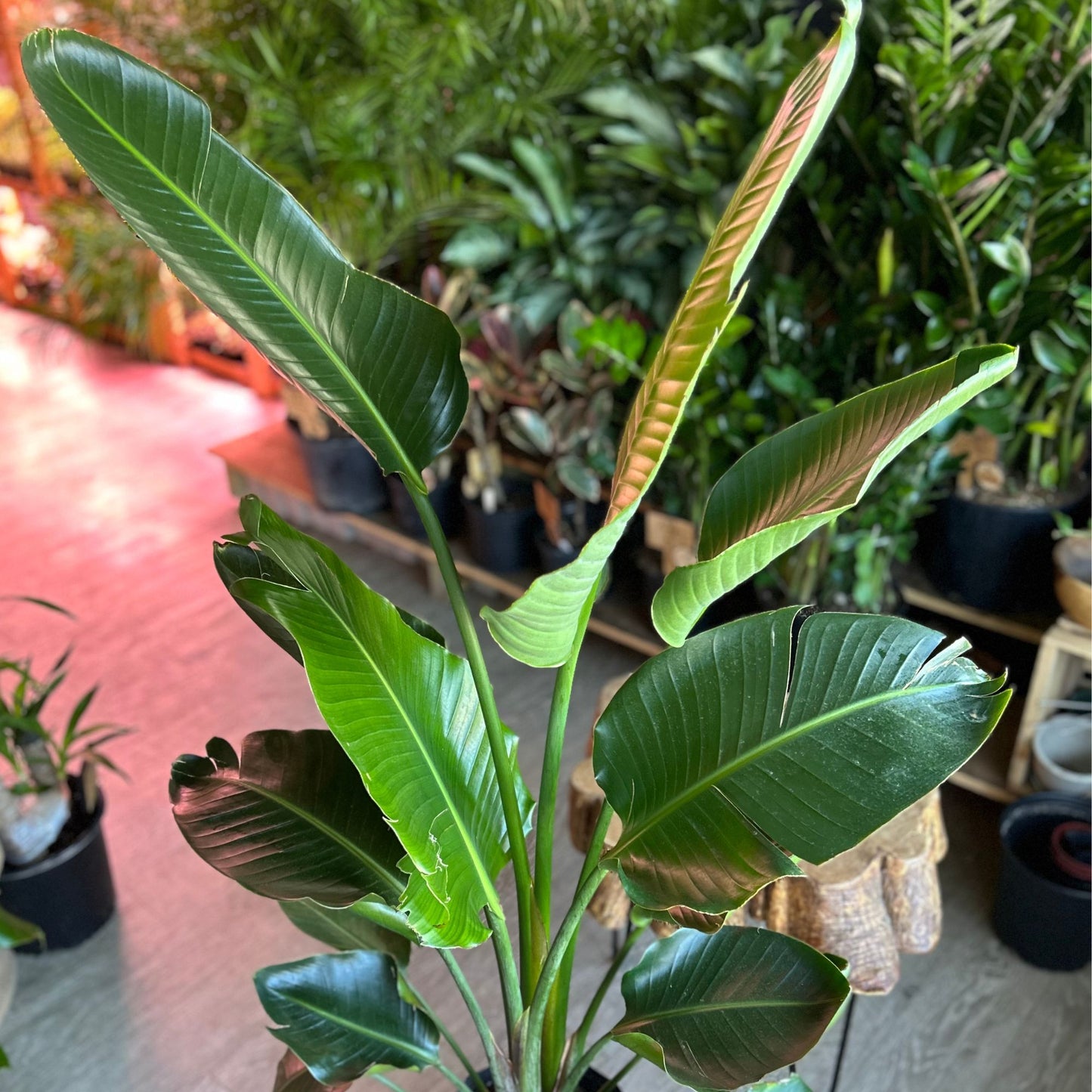 Bird of Paradise (Large) 10"