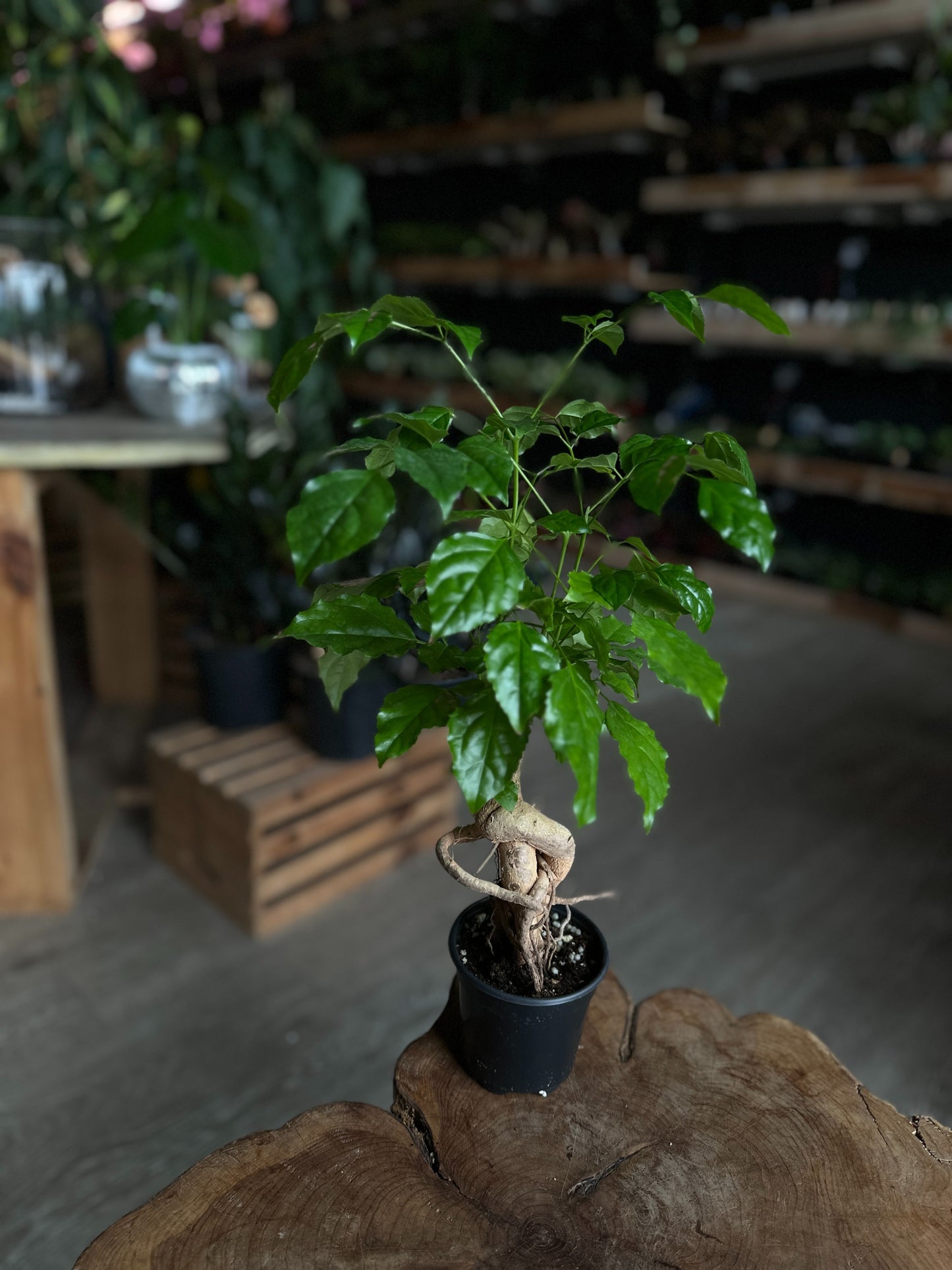 China Doll Bonsai 4"