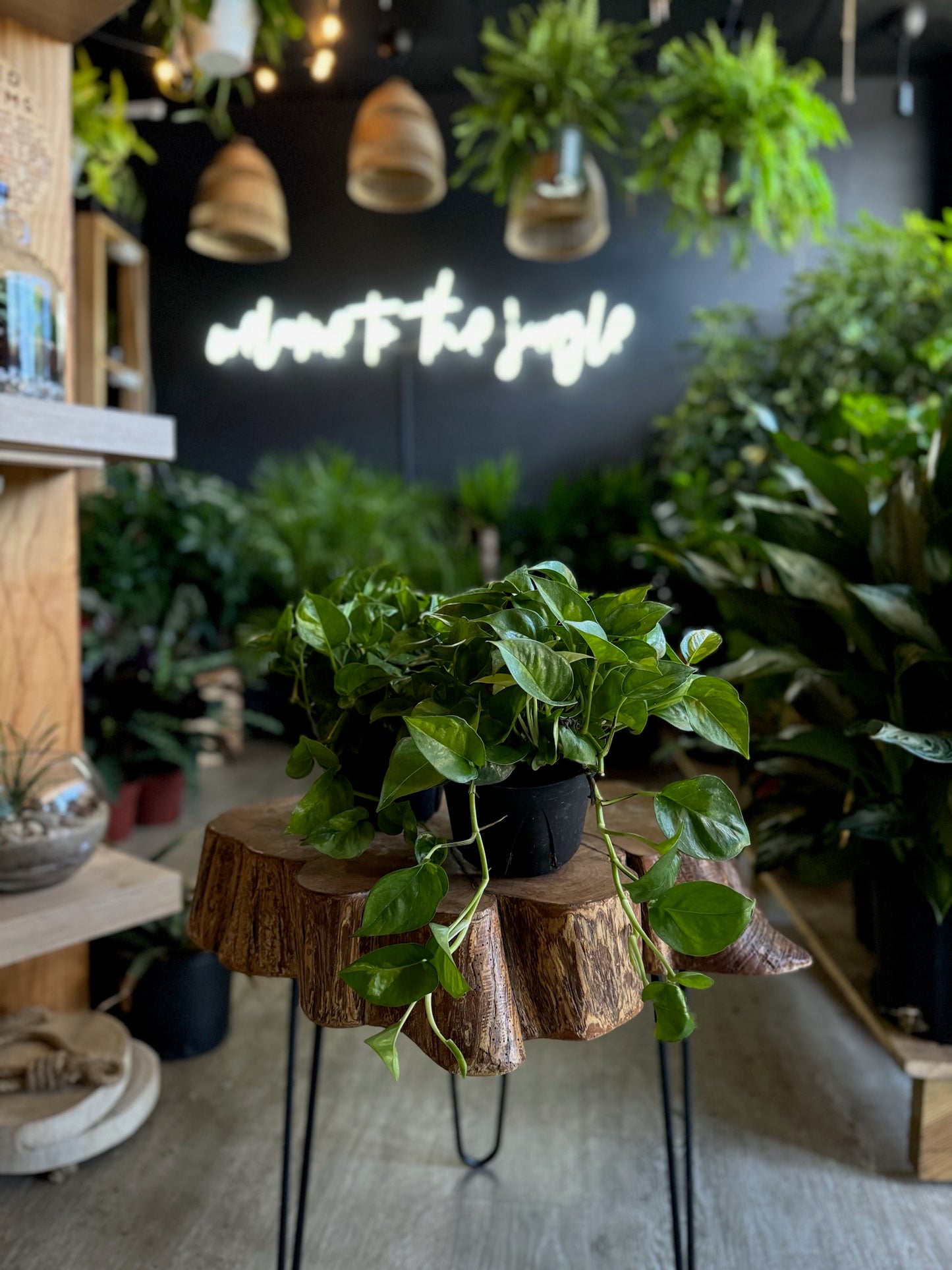Global Green Pothos 6”