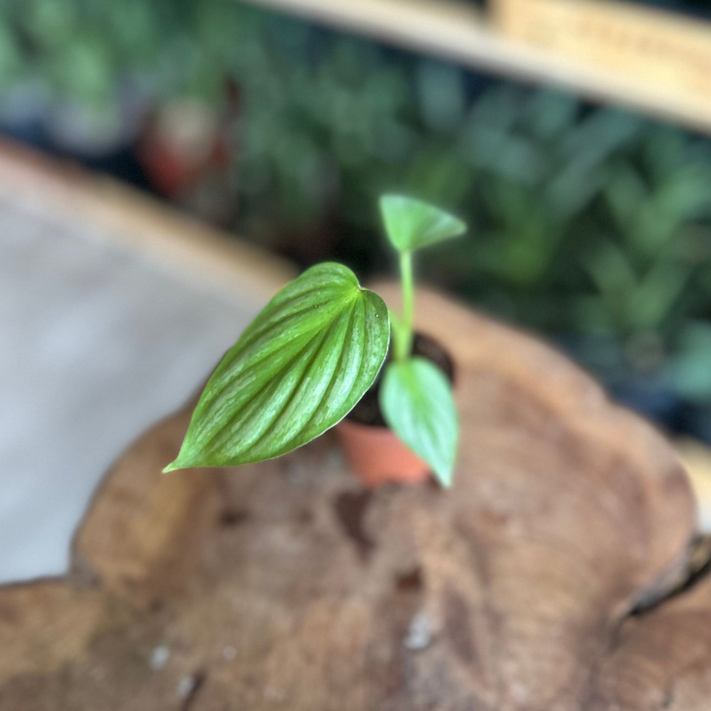 Philodendron Mamei Silver 2"