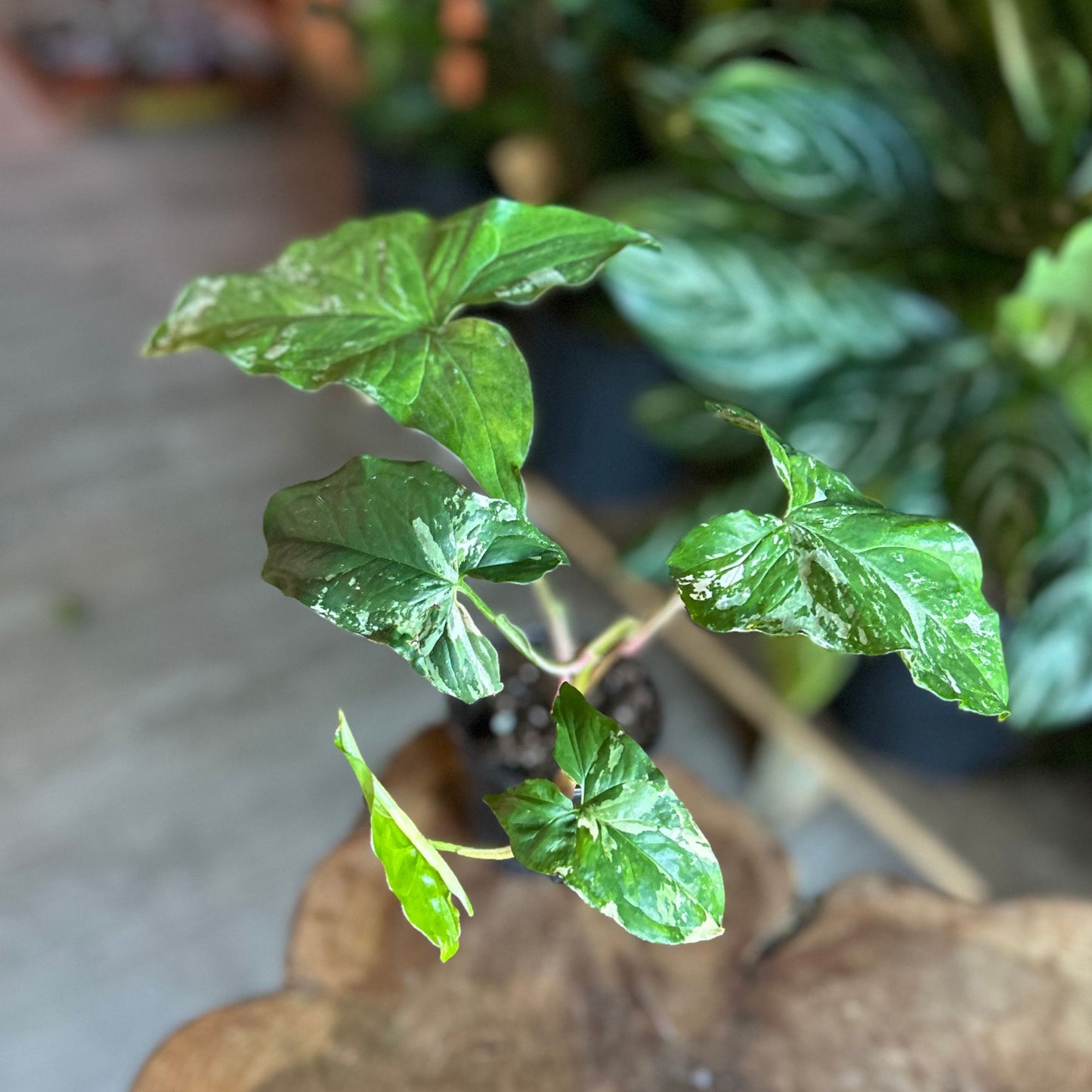 Syngonium Albo 4”