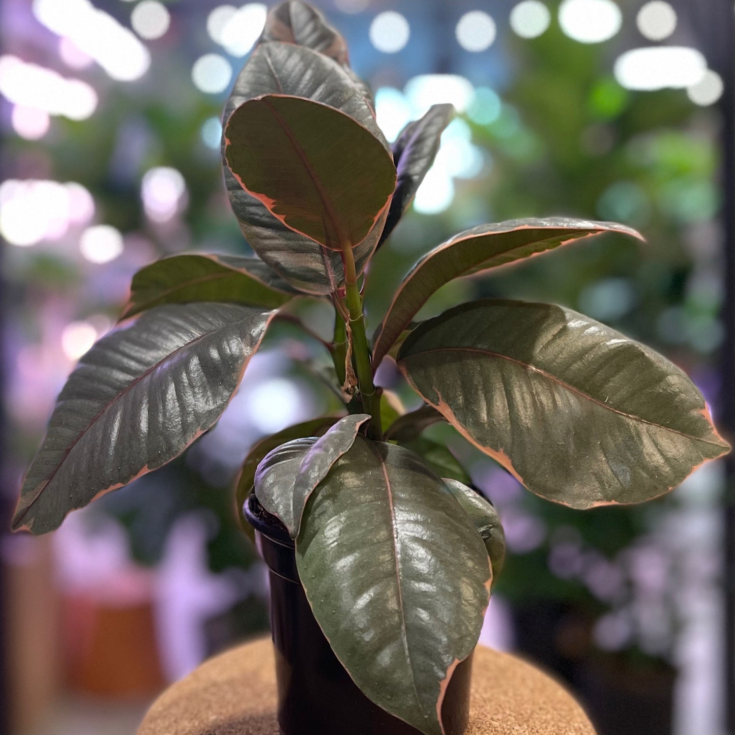 Ficus Ruby 4"